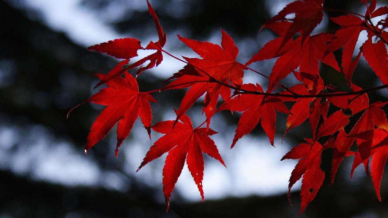 Oh my teethの追加料金はある？